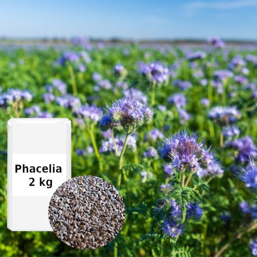 Phacelia kg - (8,99€/kg), 2