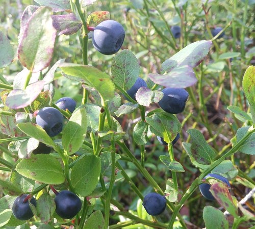 Wilde heidelbeere blaubeere - wilde,