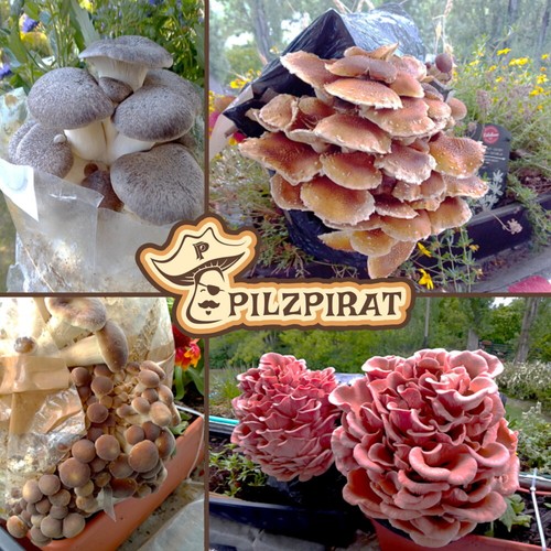 Flümy pilze - flümy,,