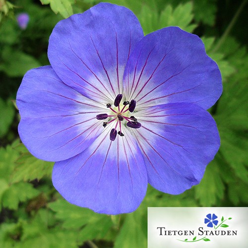 Stück geranium rozanne - stück,