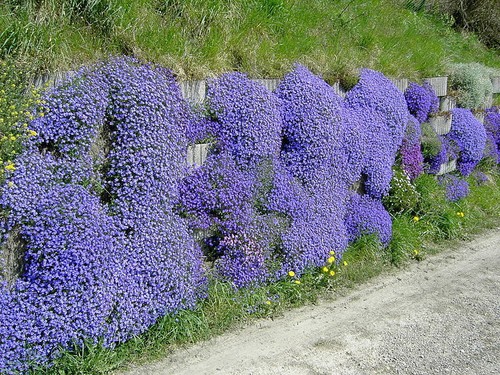 500 samen blaukissen violett - blaukissen,